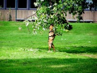 Hund verbeißt sich in Baum